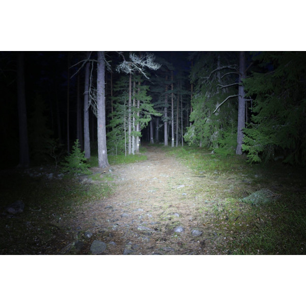 M Tiger Hyperion ljusbild i skogen M Tiger Hyperion ljusbild i skogen