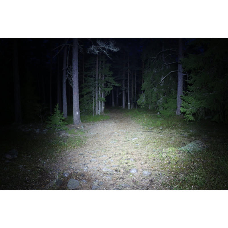 M Tiger Theia ljusbild i skogen