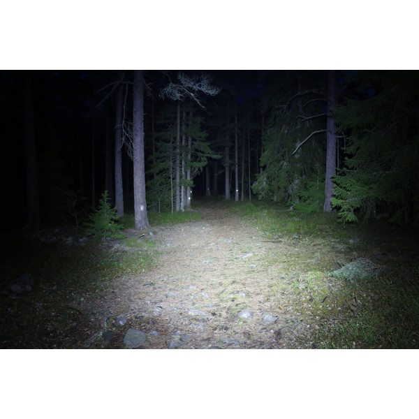 M Tiger Theia ljusbild i skogen